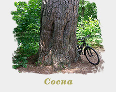 "�����" - ��������� ���'���� ������� �������� ��������. ���������, ������� ���.