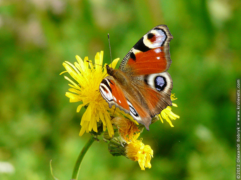 ���������, ������� �������, ������. ������ � ����� ���� �� �����, �� ��������� ���� �����