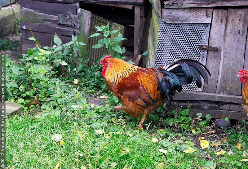 ���������, ������� �������, ������. ������ � ����� ���� �� �����, �� ��������� ���� �����