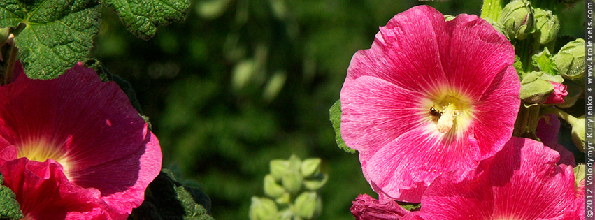 ���������, ������� �������, ������. ������ � ����� ���� �� �����, �� ��������� ���� �����