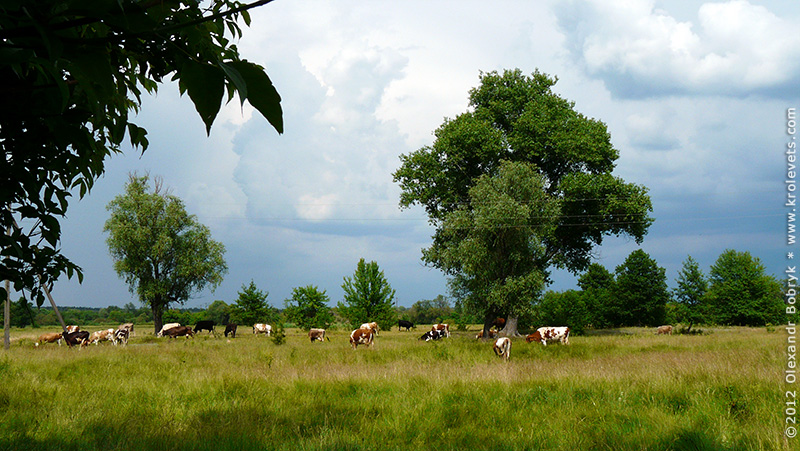 ���������, ������� �������, ������. ������ � ����� ���� �� �����, �� ��������� ���� �����