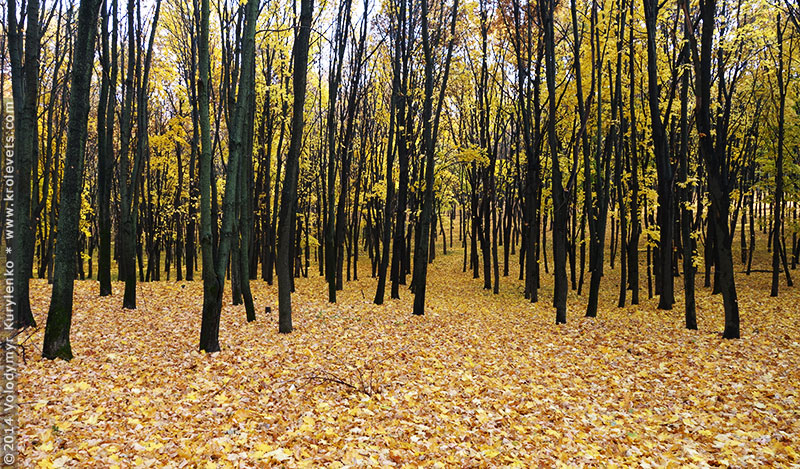 ���������, ������� �������, ������. ������ � ����� ���� �� �����, �� ��������� ���� �����