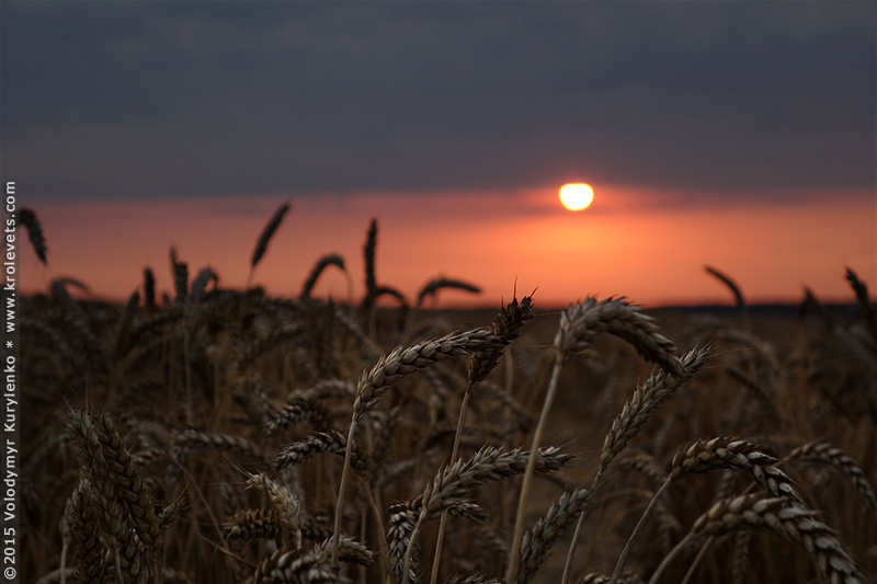 ���� ���� �� ����������� ����