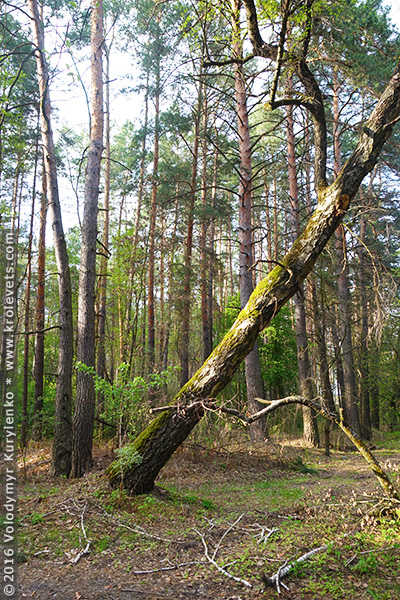 ���������, ������� �������, ������. ������ � ����� ���� �� �����, �� ��������� ���� �����