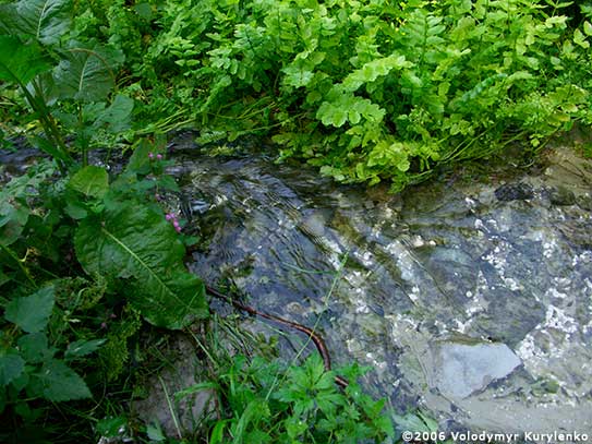 ���������, ������� �������, ������. ������ � ����� ���� �� �����, �� ��������� ���� �����