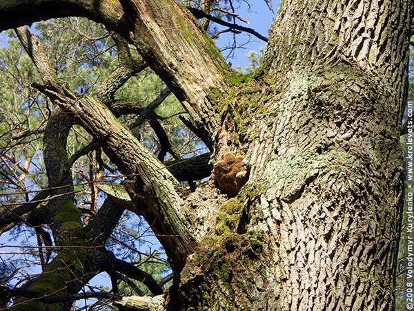 ���������, ������� �������, ������. ������ � ����� ���� �� �����, �� ��������� ���� �����