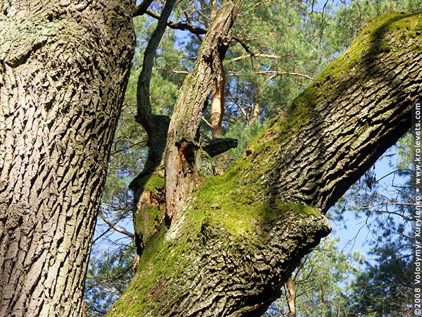 ���������, ������� �������, ������. ������ � ����� ���� �� �����, �� ��������� ���� �����