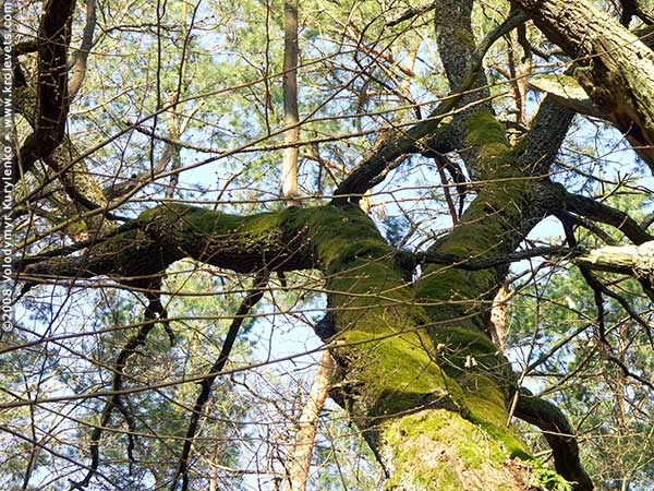 ���������, ������� �������, ������. ������ � ����� ���� �� �����, �� ��������� ���� �����