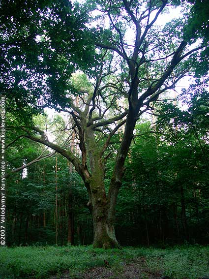 ���������, ������� �������, ������. ������ � ����� ���� �� �����, �� ��������� ���� �����