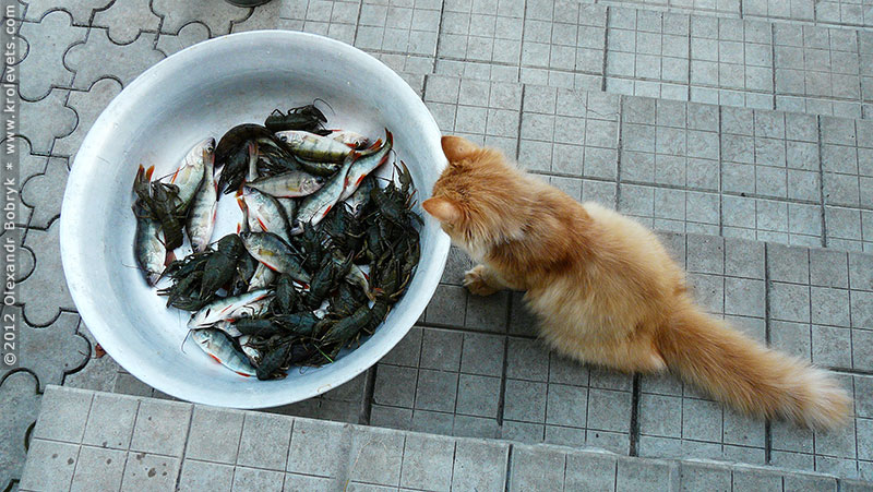 ���������, ������� �������, ������. ������ � ����� ���� �� �����, �� ��������� ���� �����