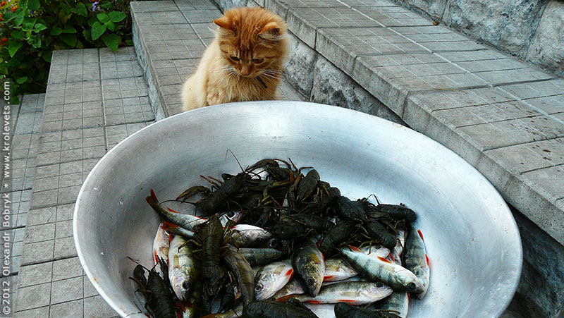 ���������, ������� �������, ������. ������ � ����� ���� �� �����, �� ��������� ���� �����