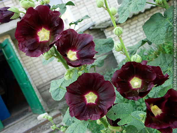 ���������, ������� �������, ������. ������ � ����� ���� �� �����, �� ��������� ���� �����