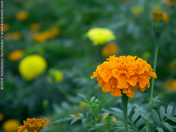 ���������, ������� �������, ������. ������ � ����� ���� �� �����, �� ��������� ���� �����