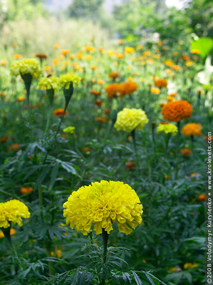 ���������, ������� �������, ������. ������ � ����� ���� �� �����, �� ��������� ���� �����