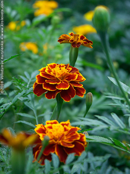 ���������, ������� �������, ������. ������ � ����� ���� �� �����, �� ��������� ���� �����