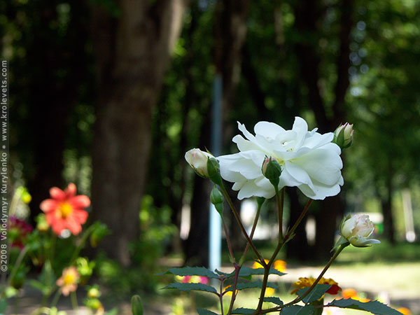 ���������, ������� �������, ������. ������ � ����� ���� �� �����, �� ��������� ���� �����