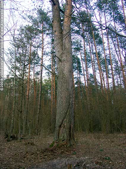 ���������, ������� �������, ������. ������ � ����� ���� �� �����, �� ��������� ���� �����