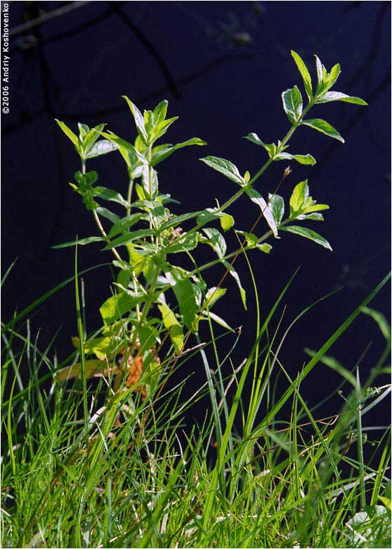 ���������, ������� �������, ������. ������ � ����� ���� �� �����, �� ��������� ���� �����