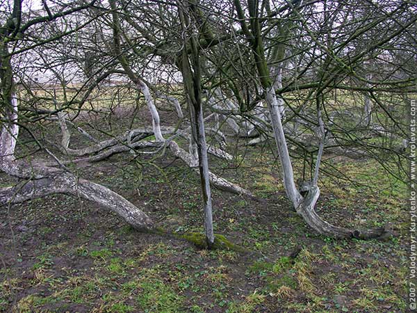 ���������, ������� �������, ������. ������ � ����� ���� �� �����, �� ��������� ���� �����