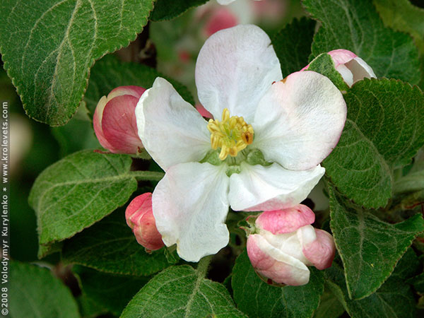 ���������, ������� �������, ������. ������ � ����� ���� �� �����, �� ��������� ���� �����