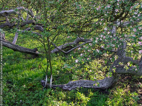 ���������, ������� �������, ������. ������ � ����� ���� �� �����, �� ��������� ���� �����